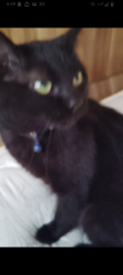 Lost Male Cat last seen Near hwy k bonne terre, Bonne Terre, MO 63628