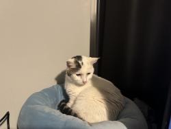 Lost Female Cat last seen 12th and 16th, Ogden, UT 84404