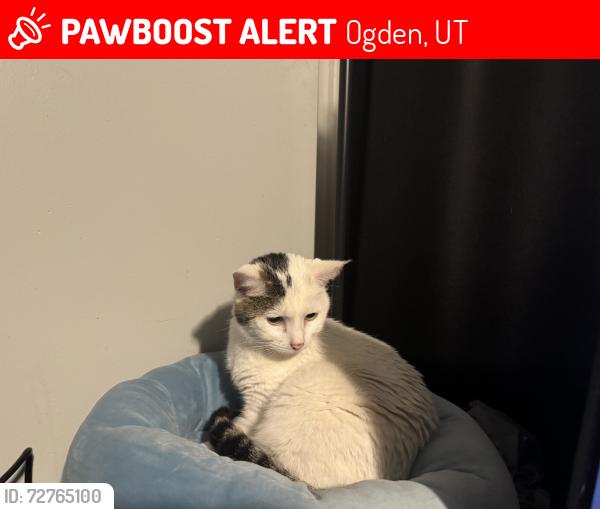 Lost Female Cat last seen 12th and 16th, Ogden, UT 84404