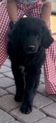 Lost Male Dog last seen Jurupa rd and rutile st. , Jurupa Valley, CA 92509