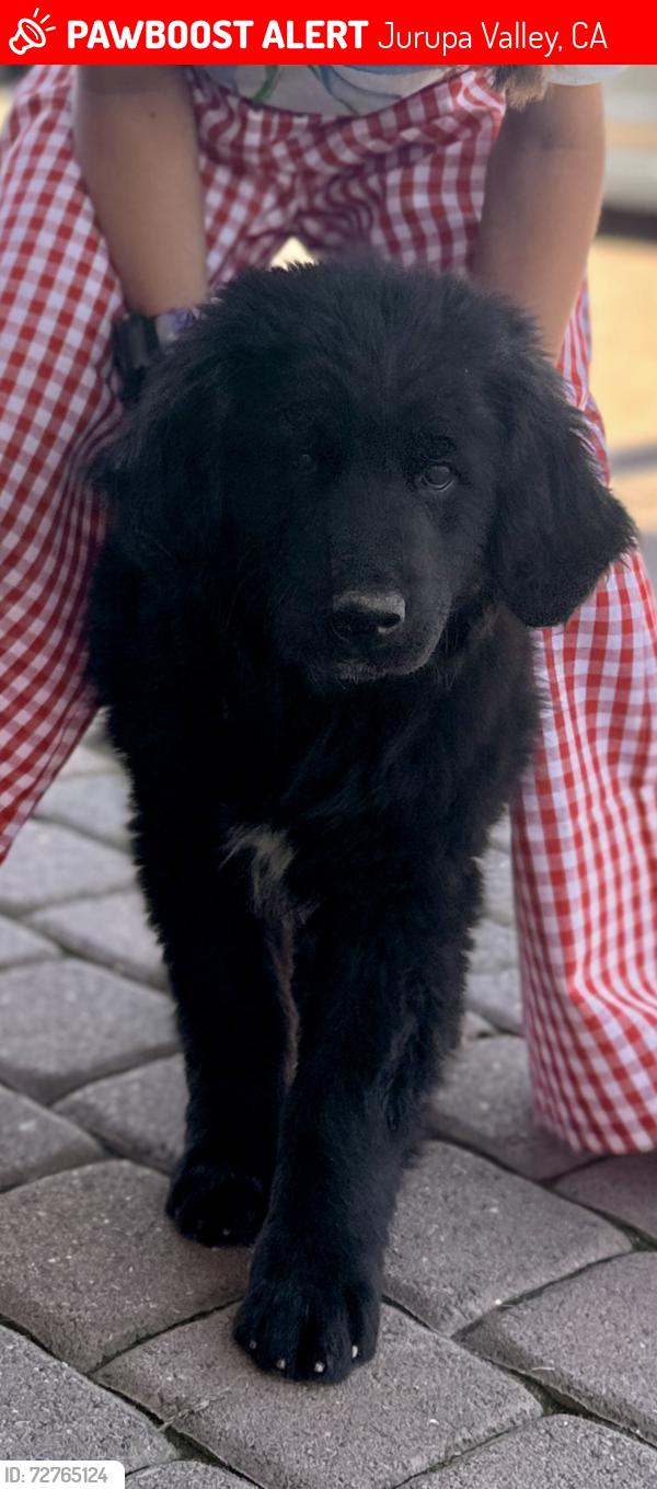 Lost Male Dog last seen Jurupa rd and rutile st. , Jurupa Valley, CA 92509