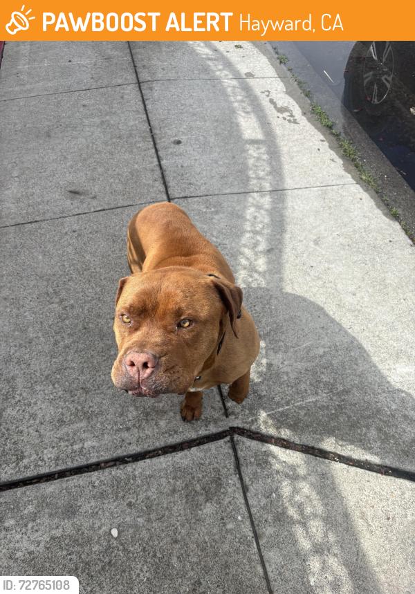Found/Stray Male Dog last seen Directly across the street from the church on Dixon/ industrial., Hayward, CA 94544