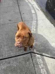 Found/Stray Male Dog last seen Directly across the street from the church on Dixon/ industrial., Hayward, CA 94544
