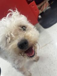 Found/Stray Male Dog last seen Parking lot of target on Cottle road, San Jose, CA 95123