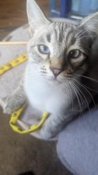Lost Male Cat last seen Bloomfield, Sebastopol, Sebastopol, CA 95472