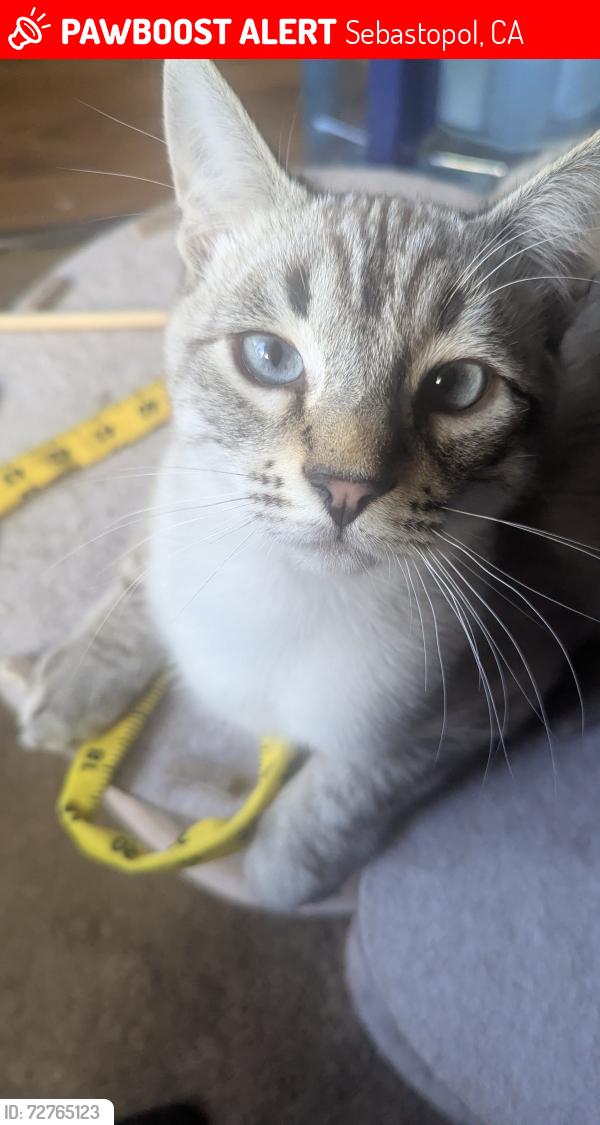 Lost Male Cat last seen Bloomfield, Sebastopol, Sebastopol, CA 95472