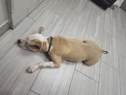 Found/Stray Unknown Dog last seen Burney Street / Brook Street , Sugar Land, TX 77498