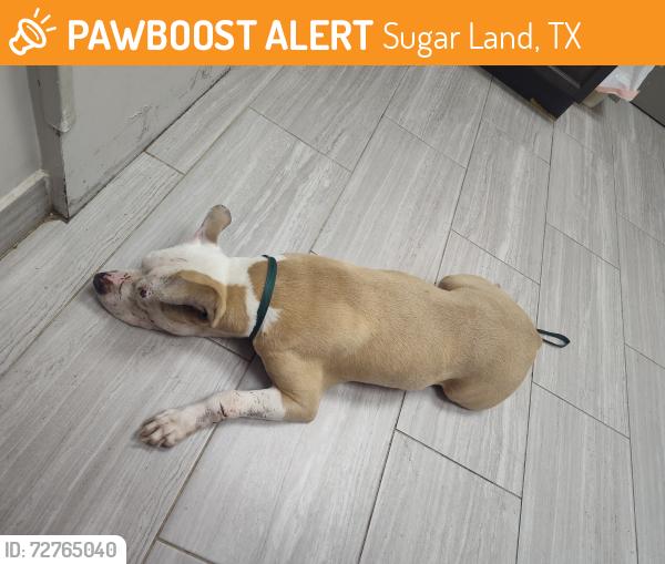 Found/Stray Unknown Dog last seen Burney Street / Brook Street , Sugar Land, TX 77498