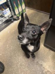 Found/Stray Female Dog last seen Flanigans southern blvd, West Palm Beach, FL 33405