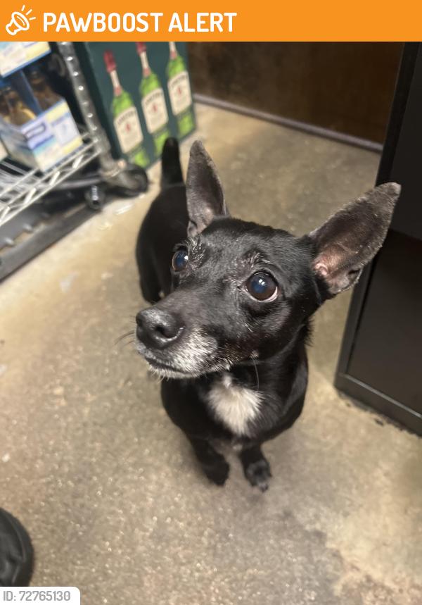 Found/Stray Female Dog last seen Flanigans southern blvd, West Palm Beach, FL 33405