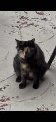 Found/Stray Unknown Cat last seen Bear Creek & Shady Grove, Keller, TX 76248