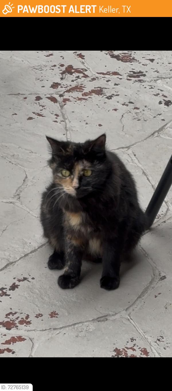 Found/Stray Unknown Cat last seen Bear Creek & Shady Grove, Keller, TX 76248