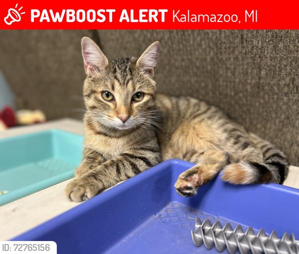 Lost Female Cat last seen Rollerworld Stadium and S 7th St. , Kalamazoo, MI 49009