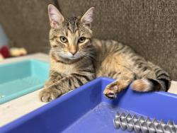 Lost Female Cat last seen Rollerworld Stadium and S 7th St. , Kalamazoo, MI 49009