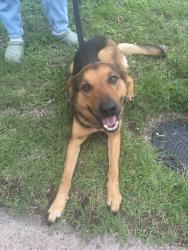Found/Stray Female Dog last seen Manor road , Austin, TX 78723