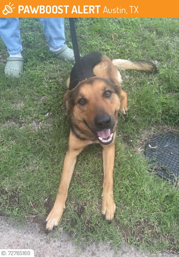 Found/Stray Female Dog last seen Manor road , Austin, TX 78723