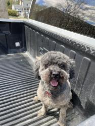 Lost Female Dog last seen Victoria Blvd Kechoughtan Rd., Hampton, VA 23661