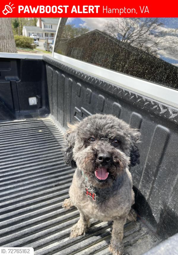 Lost Female Dog last seen Victoria Blvd Kechoughtan Rd., Hampton, VA 23661