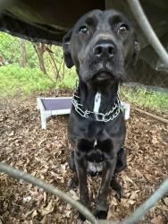 Found/Stray Female Dog last seen Victor Hill & McElrath, Greer, SC 29651