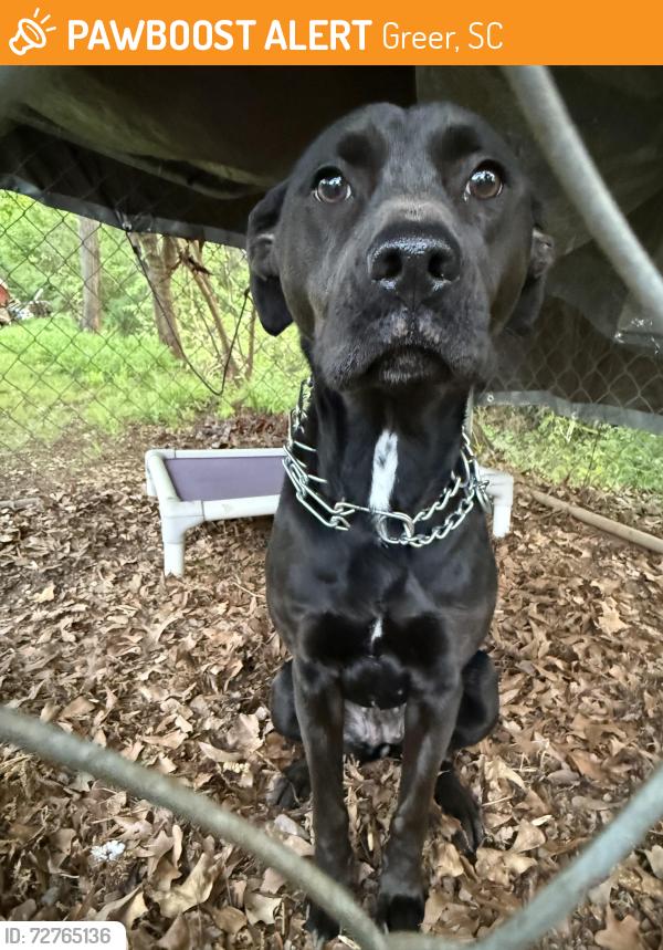 Found/Stray Female Dog last seen Victor Hill & McElrath, Greer, SC 29651
