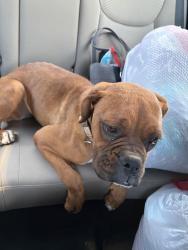 Found/Stray Female Dog last seen Christensen Rd & Martin Rd, Coolidge, AZ 85128