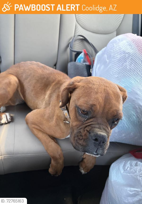 Found/Stray Female Dog last seen Christensen Rd & Martin Rd, Coolidge, AZ 85128