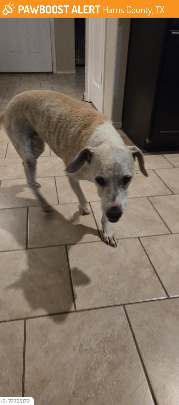 Found/Stray Female Dog last seen Creekview, Harris County, TX 77389