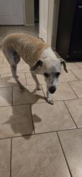 Found/Stray Female Dog last seen Creekview, Harris County, TX 77389