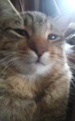 Lost Male Cat last seen Near East Cornell Avenue, Fresno, CA 93704