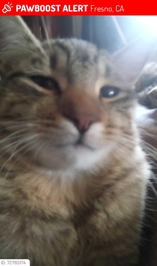Lost Male Cat last seen Near East Cornell Avenue, Fresno, CA 93704