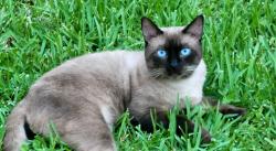 Lost Male Cat last seen El Dorado , Houston, TX 77059