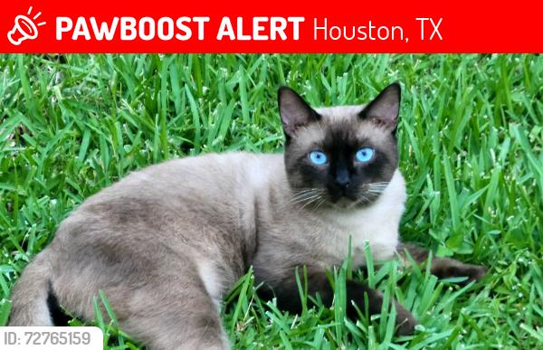 Lost Male Cat last seen El Dorado , Houston, TX 77059