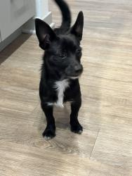 Found/Stray Female Dog last seen St John’s Town Center Publix, Jacksonville, FL 32246