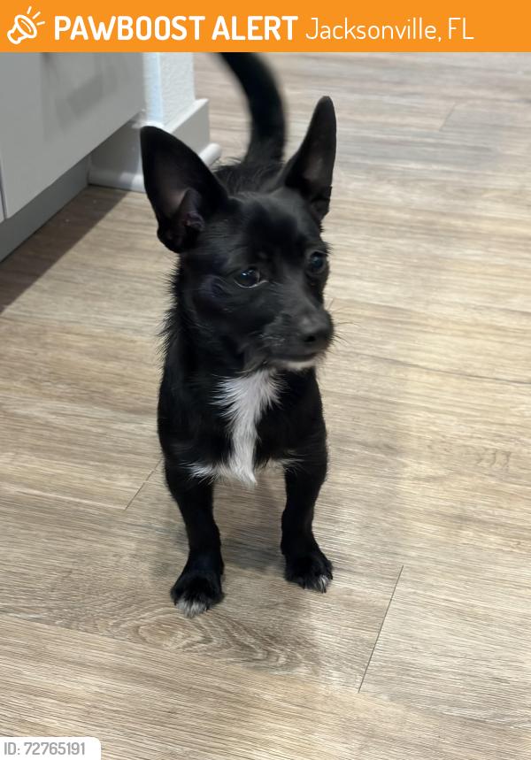 Found/Stray Female Dog last seen St John’s Town Center Publix, Jacksonville, FL 32246