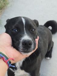Found/Stray Male Dog last seen 1st st, Las Vegas, NV 89101