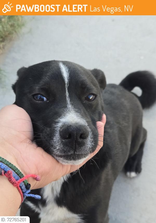 Found/Stray Male Dog last seen 1st st, Las Vegas, NV 89101