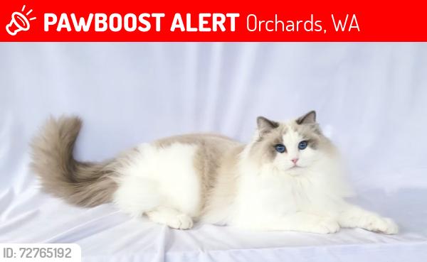 Lost Female Cat last seen Ne 94th st, Orchards, WA 98662