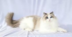 Lost Female Cat last seen Ne 94th st, Orchards, WA 98662