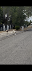 Found/Stray Unknown Dog last seen Near Oleander St , Perris, CA 92570