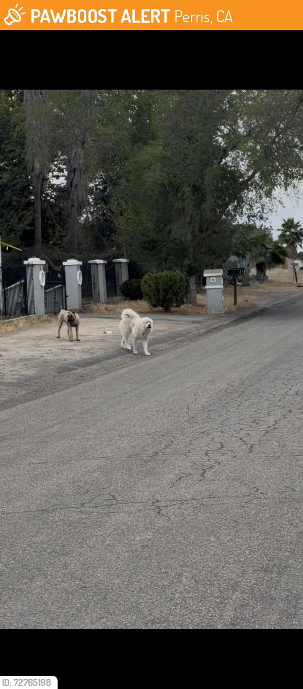 Found/Stray Unknown Dog last seen Near Oleander St , Perris, CA 92570