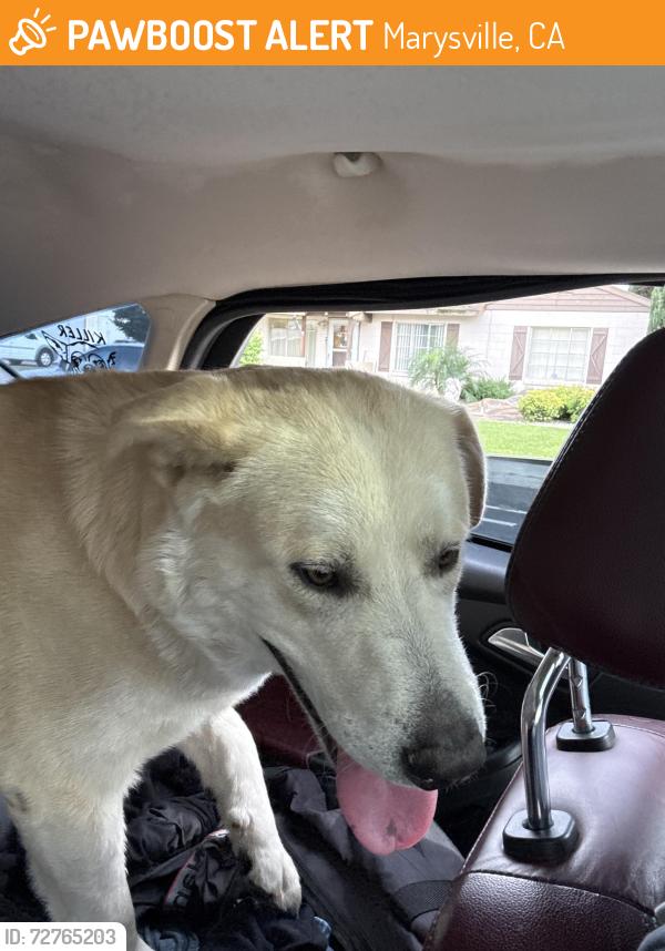 Found/Stray Male Dog last seen Near Swezy St. By Marysville Highschool , Marysville, CA 95901