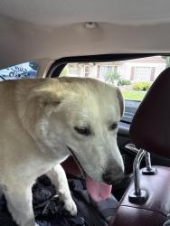 Found/Stray Male Dog last seen Near Swezy St. By Marysville Highschool , Marysville, CA 95901