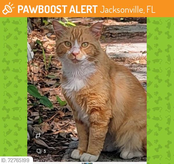 Found/Stray Unknown Cat last seen cr210 and phillips, Jacksonville, FL 32257