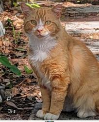 Found/Stray Unknown Cat last seen cr210 and phillips, Jacksonville, FL 32257