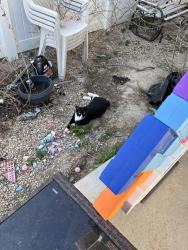 Lost Male Cat last seen Kalahari and W Stony Desert St, Kuna, ID 83634