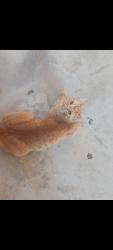 Lost Male Cat last seen N spruce Street, Rialto, CA 92376