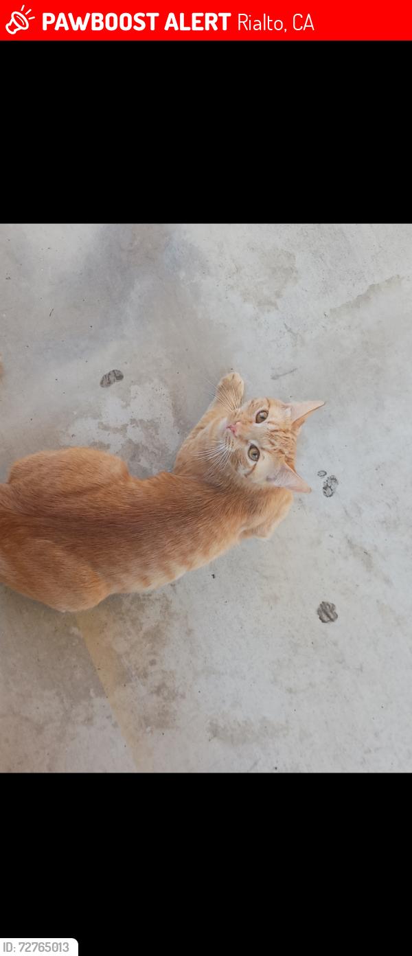 Lost Male Cat last seen N spruce Street, Rialto, CA 92376