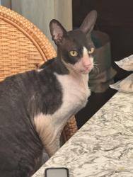 Lost Male Cat last seen Horatio and Lake Dybelia , Maitland, FL 32751
