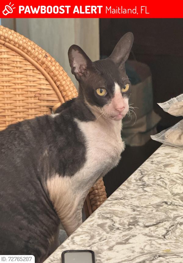 Lost Male Cat last seen Horatio and Lake Dybelia , Maitland, FL 32751