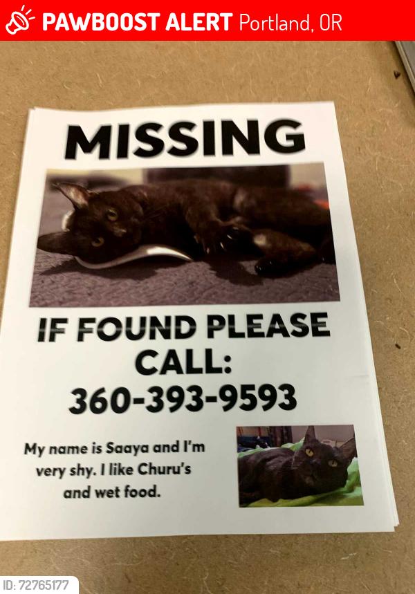 Lost Female Cat last seen Schilling cider hse, Portland, OR 97202